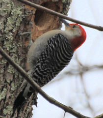 Melanerpes carolinus