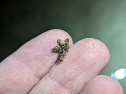 Aquilonastra anomala observed 2025-11-04