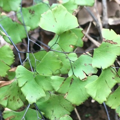 Adiantum shastense