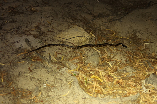 Black-headed Python sighting