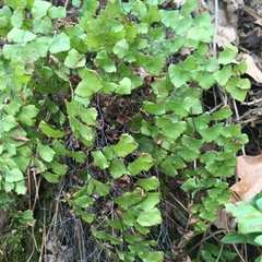 Adiantum shastense