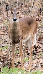 Odocoileus virginianus