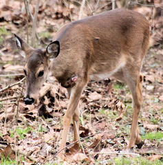 Odocoileus virginianus