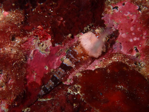 Puget Sound sculpin (Ruscarius meanyi) — Cottidae — 4