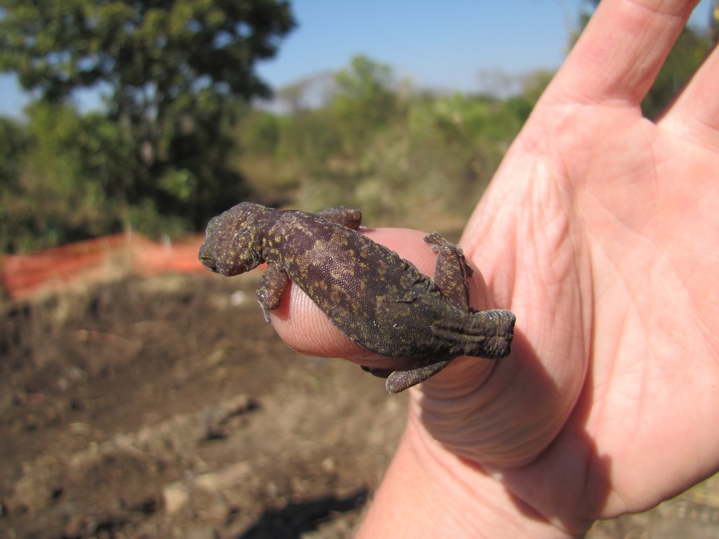 Loveridge's Rock Gecko photo 6