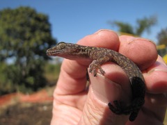 Loveridge's Rock Gecko photo 2