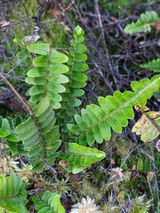 Nephrolepis flexuosa, photograph author not stated, no rights reserved