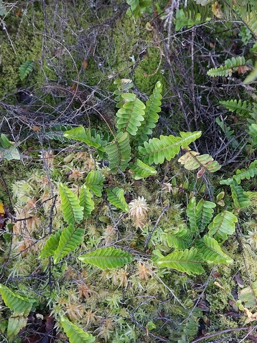 Nephrolepis flexuosa, photograph 6