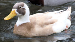 Anas platyrhynchos domesticus