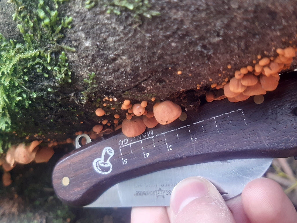 Anthracophyllum archeri · September 2025 · photo: © georgecox (iNaturalist, cc0)