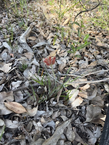 Conostylis setosa (Conostylis setosa)