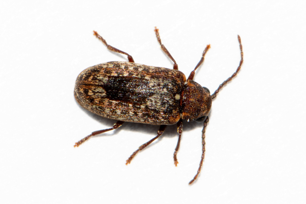 Dryophilodes pyrifer