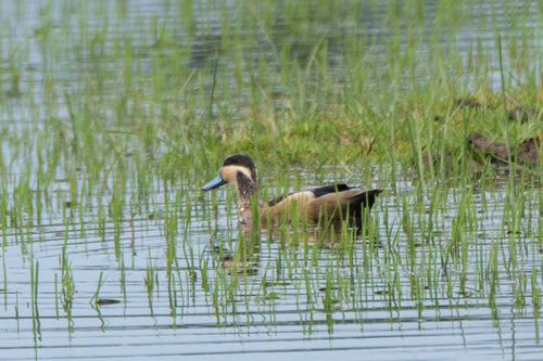 Blue-billed Teal (Spatula hottentota)