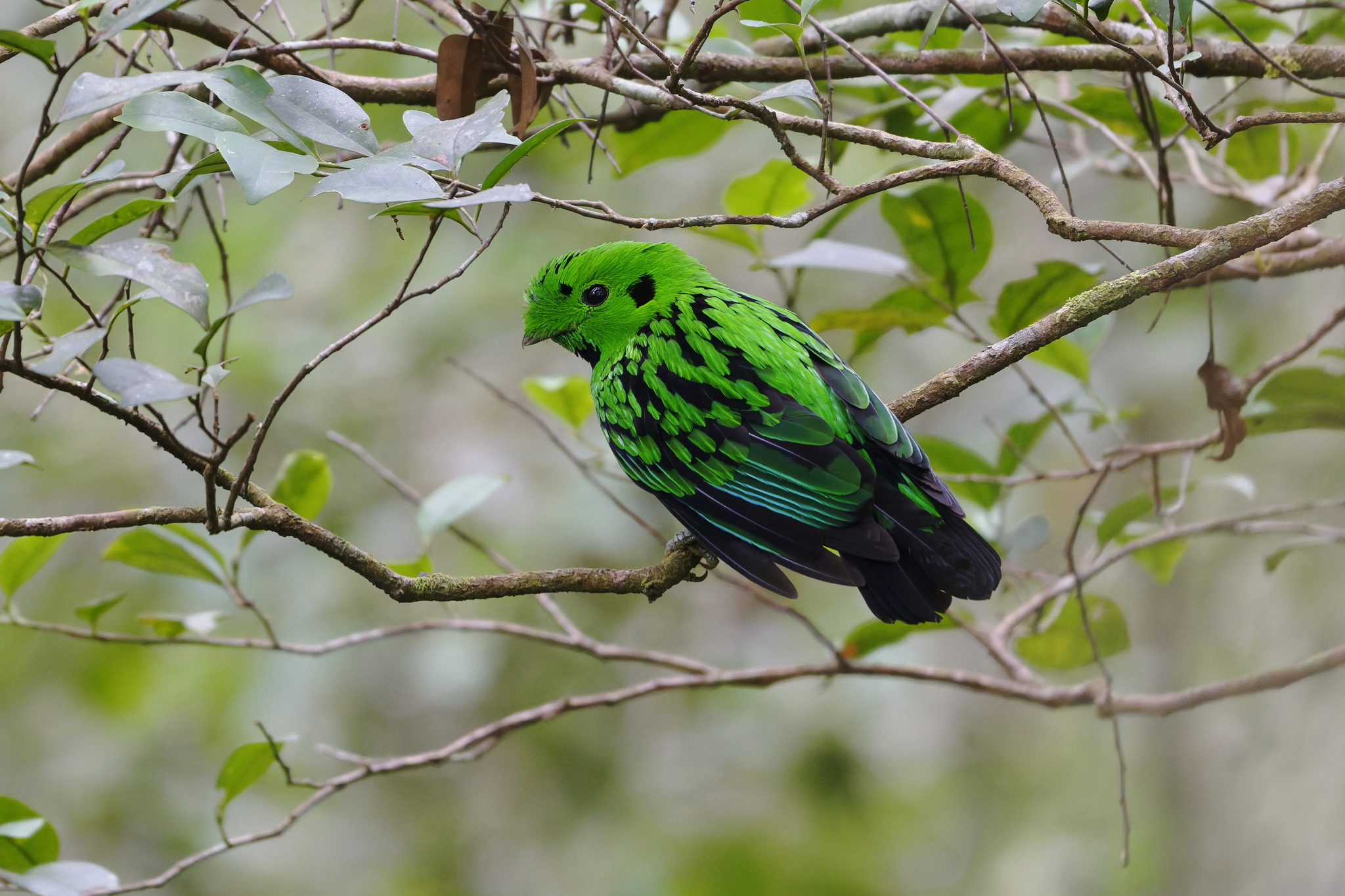 Whitehead's Broadbill (Calyptomena whiteheadi), photo 6
