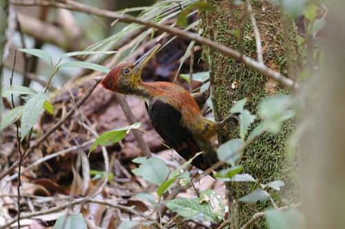 Orange-backed Woodpecker (Chrysocolaptes validus), photo 4