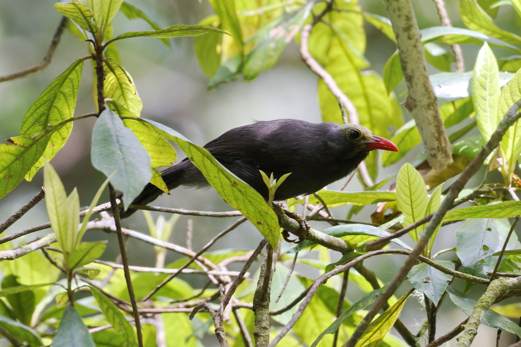 Bare-headed Laughingthrush (Melanocichla calva), photo 1