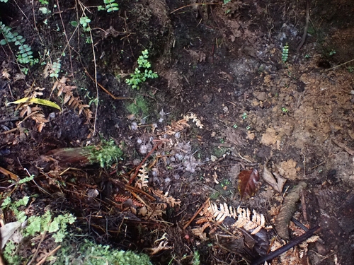 Hidden spider orchid (Corybas cryptanthus)