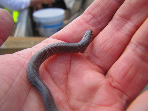 Photo of a Multi-scaled Shovel-snout (Prosymna pitmani)