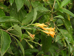 Cestrum aurantiacum