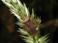 Gonocerini