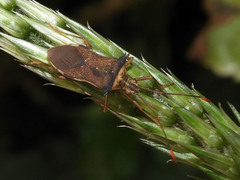 Gonocerini