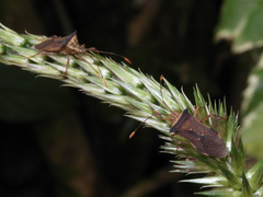 Gonocerini