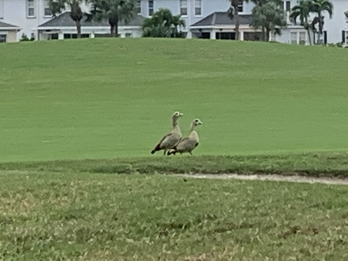 Alopochen aegyptiaca image