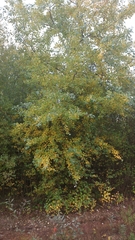 Populus × canescens