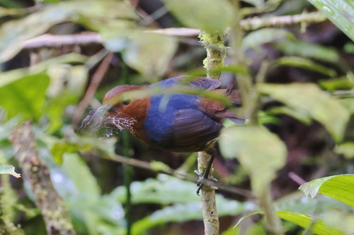 Bornean Shortwing (Brachypteryx erythrogyna), photo 8
