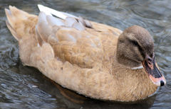 Anas platyrhynchos domesticus