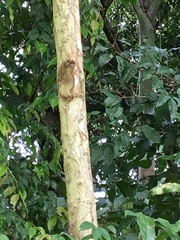 Cupania rufescens