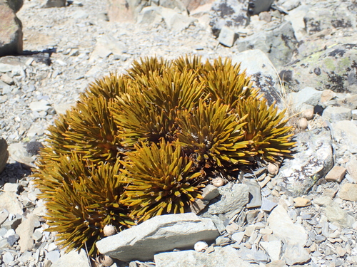 Aciphylla dobsonii, photograph 3