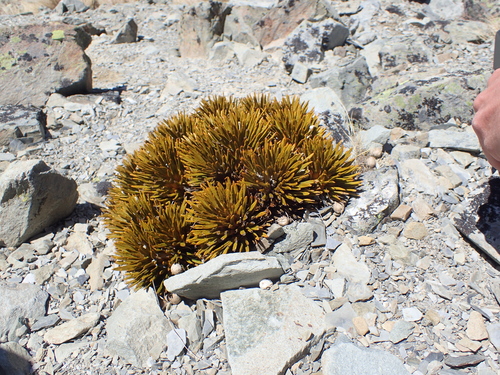 Aciphylla dobsonii, photograph 4