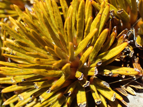 Aciphylla dobsonii