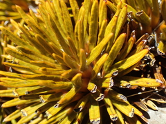 Aciphylla dobsonii