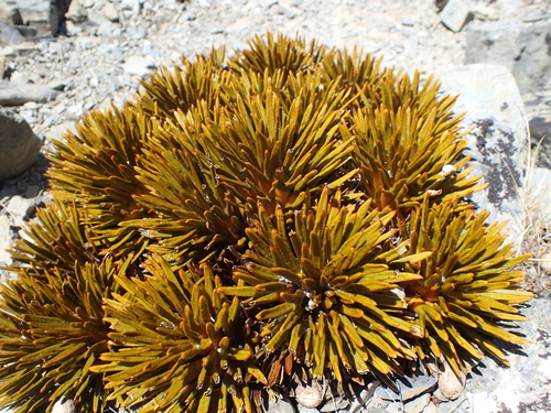 Aciphylla dobsonii, photograph 1