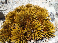 Aciphylla dobsonii, photograph (c) Liadan Dickie, some rights reserved (CC BY)