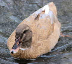 Anas platyrhynchos domesticus