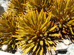 Aciphylla dobsonii, photograph (c) Liadan Dickie, some rights reserved (CC BY)