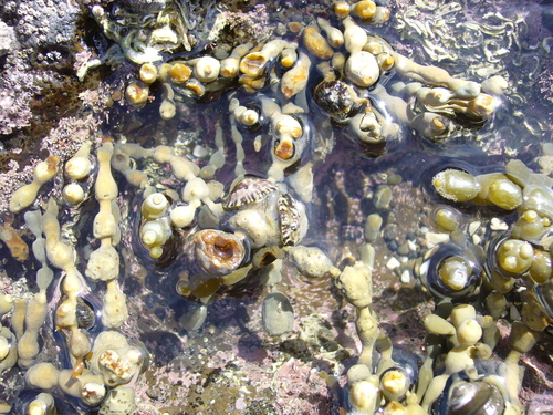 Siphonaria australis