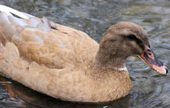 Anas platyrhynchos domesticus