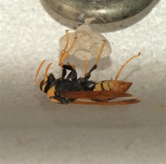 Polistes tepidus