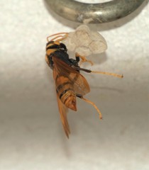Polistes tepidus