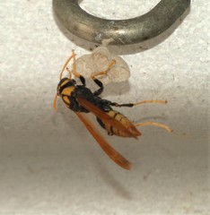 Polistes tepidus