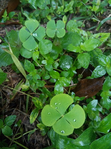 Guayanan Waterclover (Marsilea polycarpa)