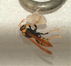 Polistes tepidus