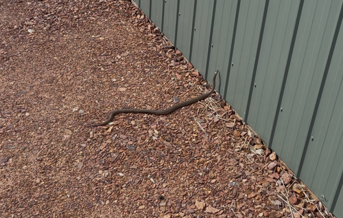 Eastern Brown Snake sighting