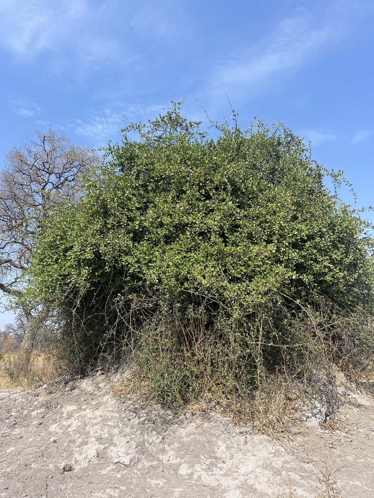 Capparis tomentosa, Zambezi Region, Namibia, by mr_t_explorer