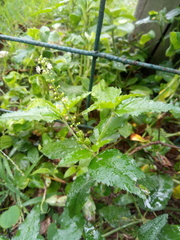 Croton bonplandianus