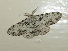 Biston abruptaria